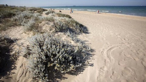 Playa de l'Arbre de Gos. Albufera de Valencia