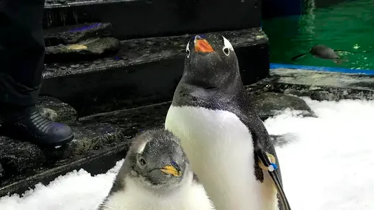 Muere Sphen, el famoso pingüino gay australiano que incubó una cría con su pareja Magic Muere Sphen, el famoso pingüino gay australiano que incubó una cría con su pareja Magic