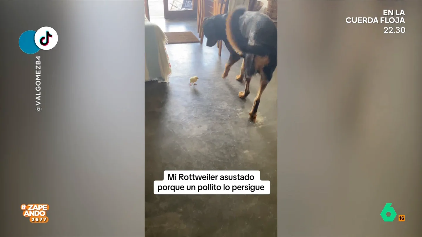 La divertida reacción de un rottweiler ante la presencia de un pollito: "Los pollos las lían muy pardas" El perro, al principio, se mostraba curioso y se acerca al animal pero la valentía le dura muy poco y decide que, lo mejor, es huir de la pequeña ave.