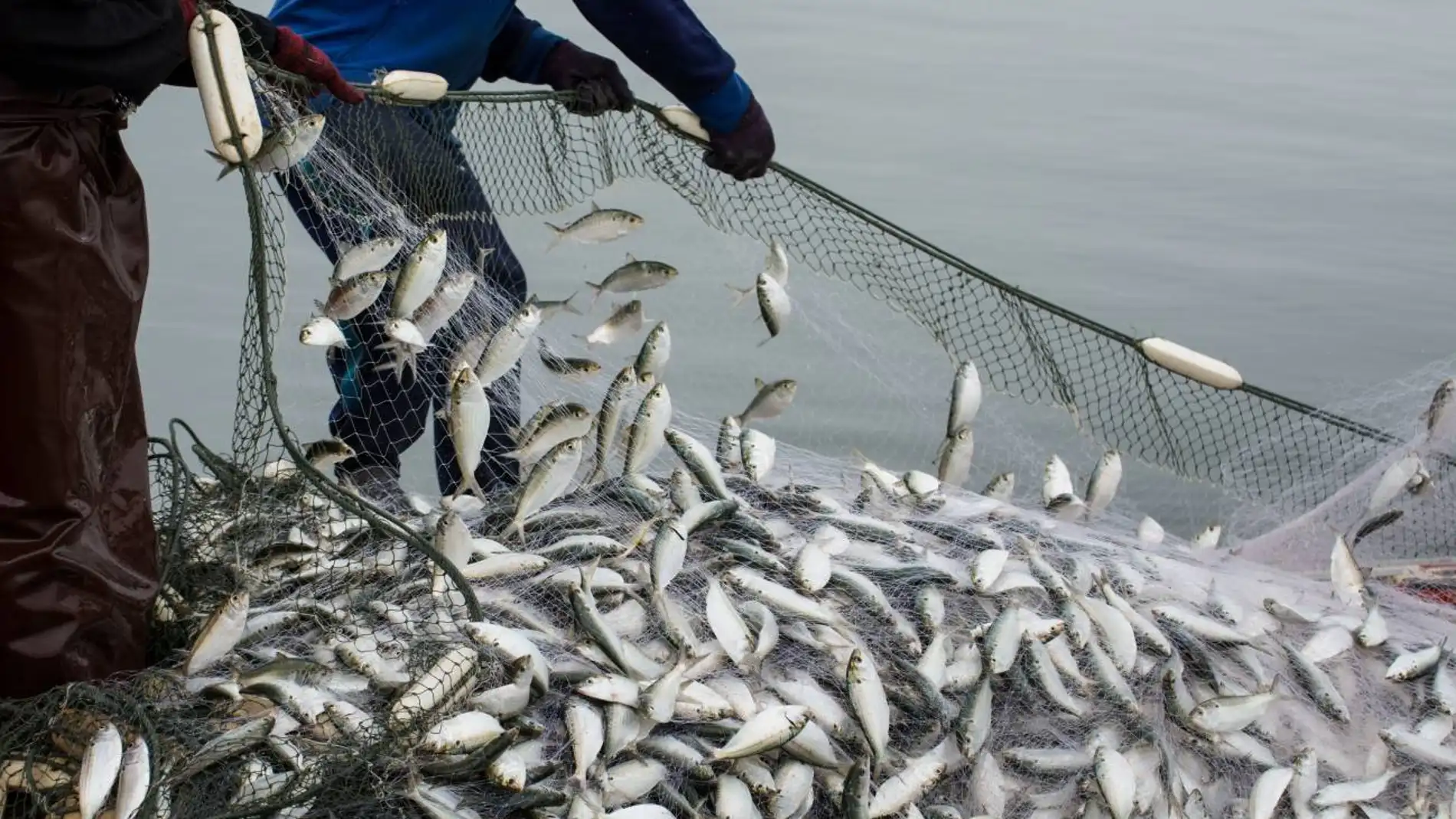 pesca redes pesca redes