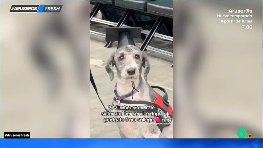 Un perro de ayuda se gradúa en la universidad con birrete y todo junto a su dueña discapacitada