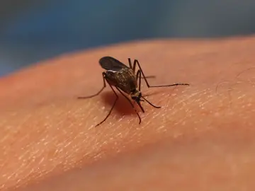 Así de fácil pueden encontrarte los mosquitos para picarte, según la ciencia Así de fácil pueden encontrarte los mosquitos para picarte, según la ciencia