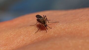 Así de fácil pueden encontrarte los mosquitos para picarte, según la ciencia 