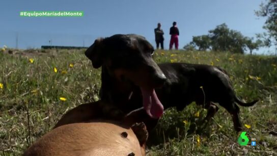 Imagen de un cachorro en un criadero de perros