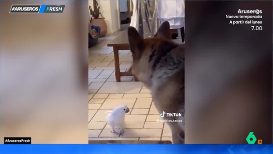 Alucina con la extraña habilidad de un loro que ladra y se enfrenta a un perro Alucina con la extraña habilidad de un loro que ladra y se enfrenta a un perro