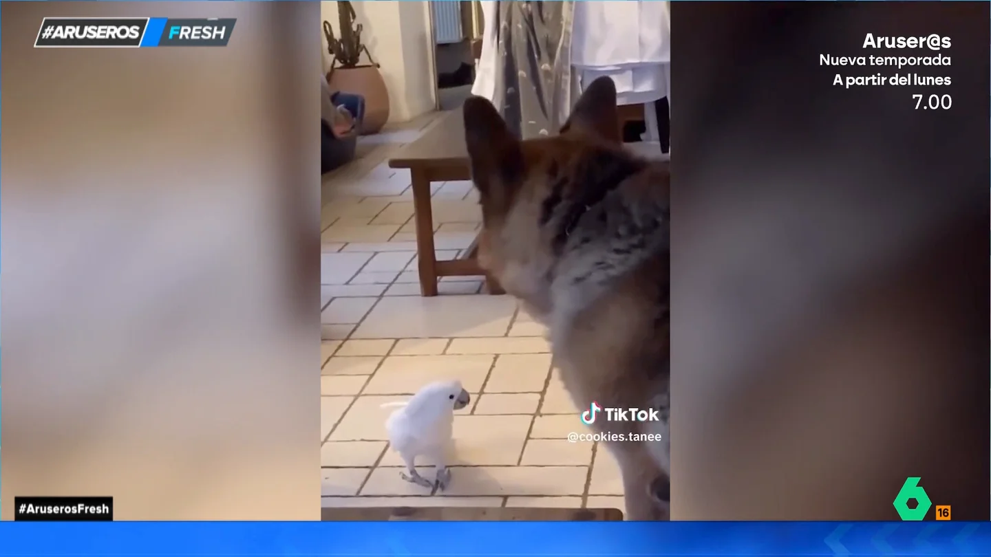 Alucina con la extraña habilidad de un loro que ladra y se enfrenta a un perro Alucina con la extraña habilidad de un loro que ladra y se enfrenta a un perro
