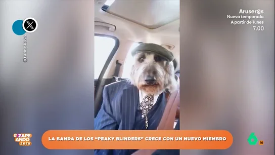 Un perro demuestra que podría formar parte de la banda de los 'Peaky Blinders' gracias a su look La mítica serie tiene un gran número de fans que estarían deseosos que volviera esta popular serie que narraba la historia de una banda criminal británica.