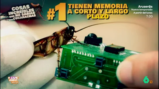 ¿Sabías qué las cucarachas tienen memoria?: descubre diez cosas increíbles sobre estos insectos Con la llegada de una nueva especie de este insecto a nuestro país, los zapeadores enumeran varias curiosidades de estos odiados insectos como que pueden vivir una semana sin cabeza o que les gusta la cerveza.