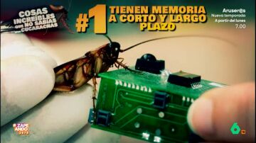 ¿Sabías qué las cucarachas tienen memoria?: descubre diez cosas increíbles sobre estos insectos