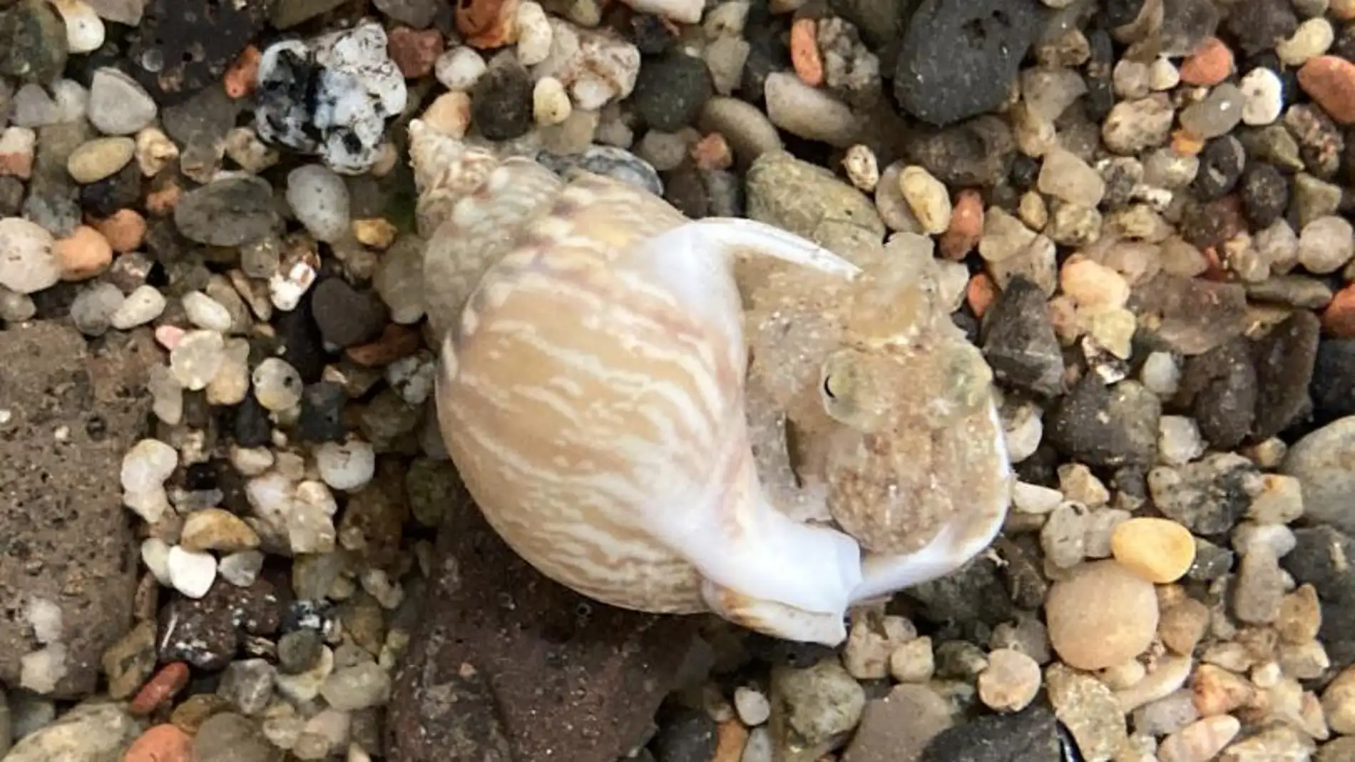 El pulpo común (Octopus vulgaris) es una de las especies pesqueras más valoradas en el mercado El pulpo común (Octopus vulgaris) es una de las especies pesqueras más valoradas en el mercado