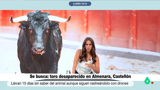Marina Valdés, sobre el toro desaparecido en Almenara "Drones, Policía, bomberos y ni rastro del animal y han pasado 15 días", apunta Marina Valdés en este vídeo donde Más Vale Tarde analiza el amplio dispositivo en Almenara, Castellón, para localizar a un toro desaparecido.