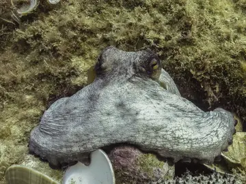 Revelan la dieta de los pulpos juveniles y su funcion en el control de especies invasoras Revelan la dieta de los pulpos juveniles y su funcion en el control de especies invasoras