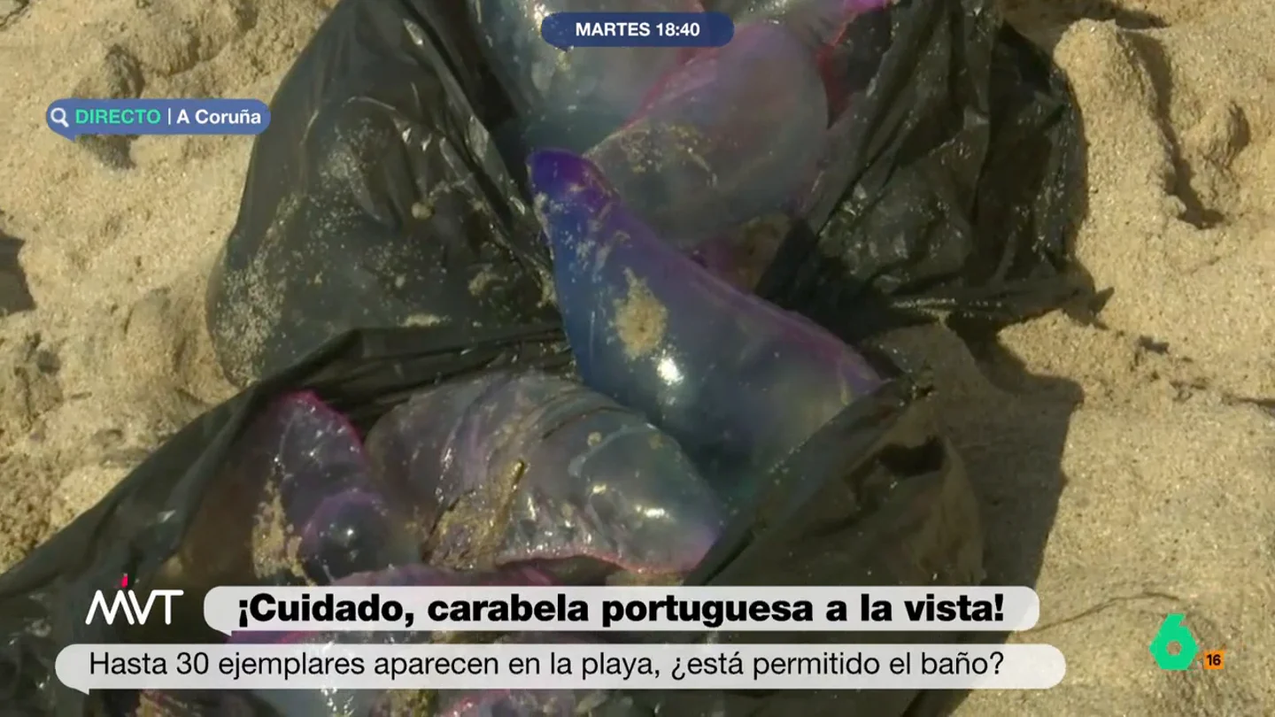 Alerta en las playas de A Coruña por la aparición de carabelas portuguesas Alerta en las playas de A Coruña por la aparición de carabelas portuguesas
