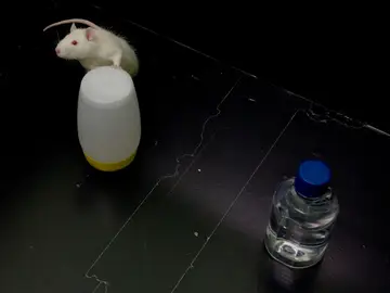 Los ratones fueron tratados con una inyección abdominal diaria Los ratones fueron tratados con una inyección abdominal diaria