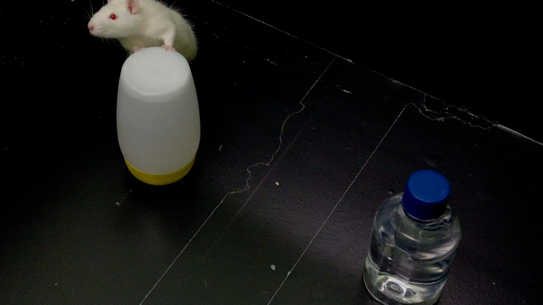 Los ratones fueron tratados con una inyección abdominal diaria Los ratones fueron tratados con una inyección abdominal diaria