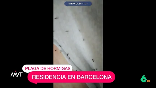 Plaga de hormigas Plaga de hormigas