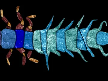 Describen nuevas especies de insectos acuaticos de las antiguas selvas de Australia Describen nuevas especies de insectos acuaticos de las antiguas selvas de Australia