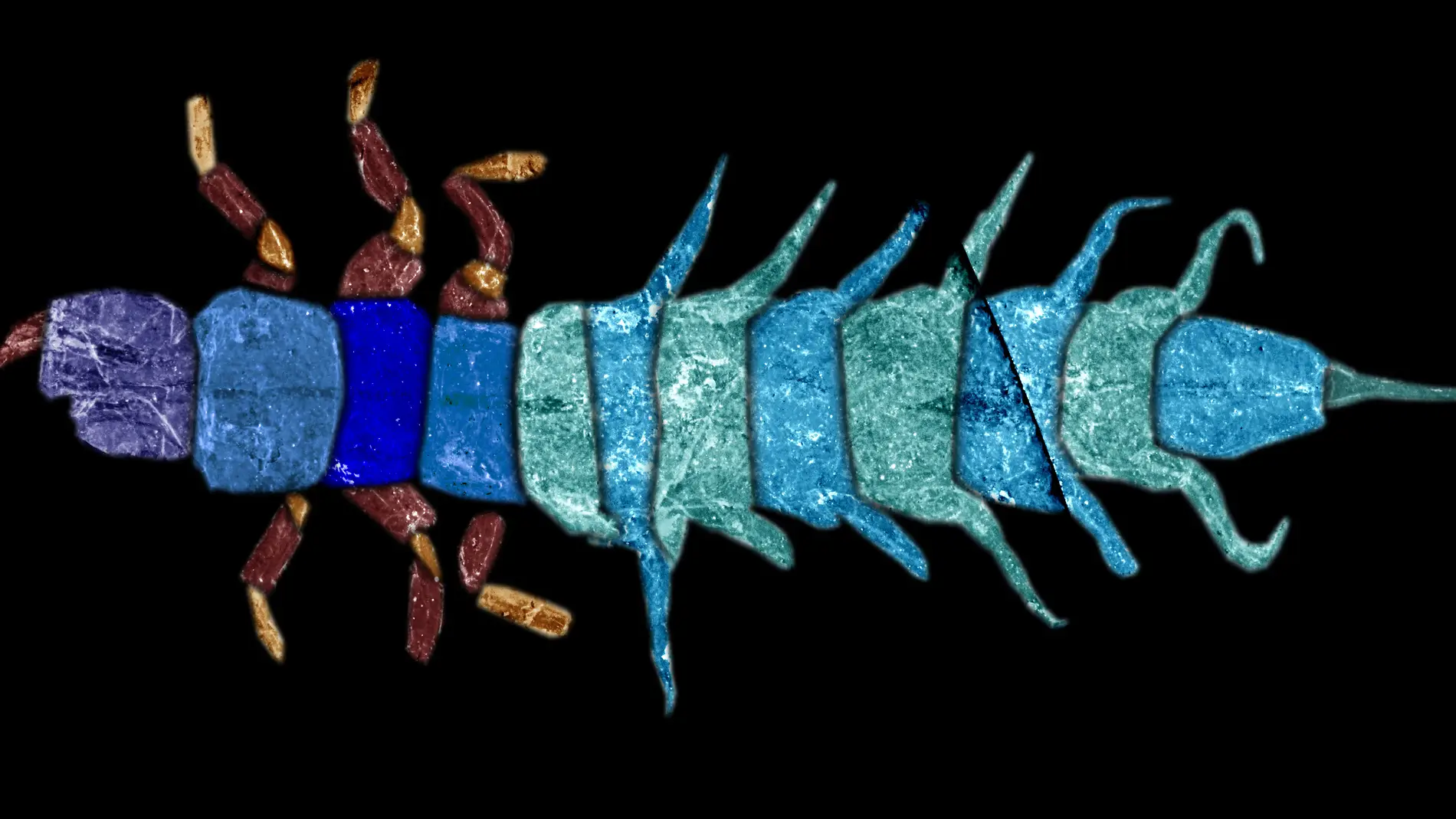 Describen nuevas especies de insectos acuaticos de las antiguas selvas de Australia Describen nuevas especies de insectos acuaticos de las antiguas selvas de Australia