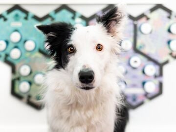 Perro participante en el estudio