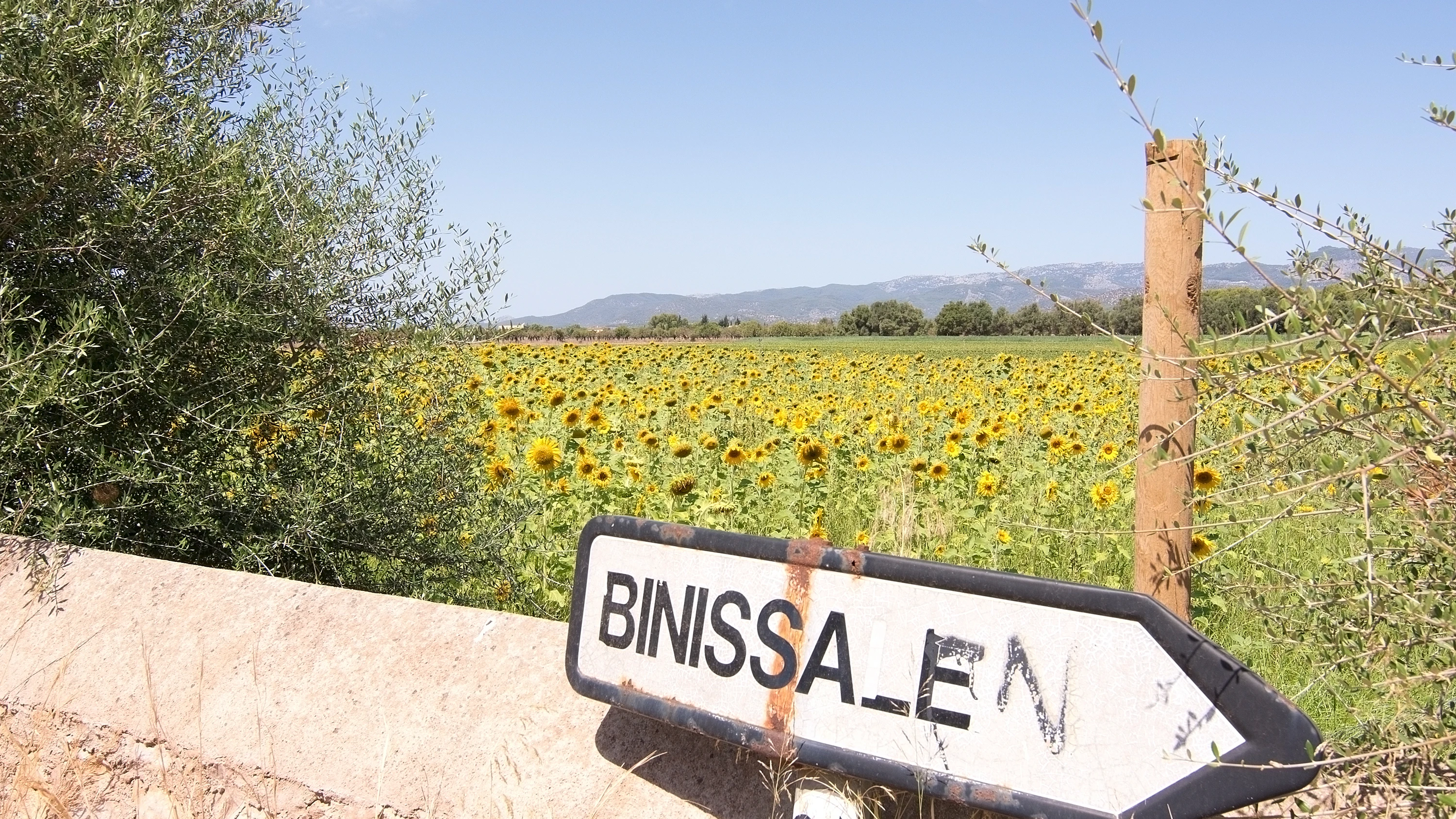 Binissalem, en Mallorca