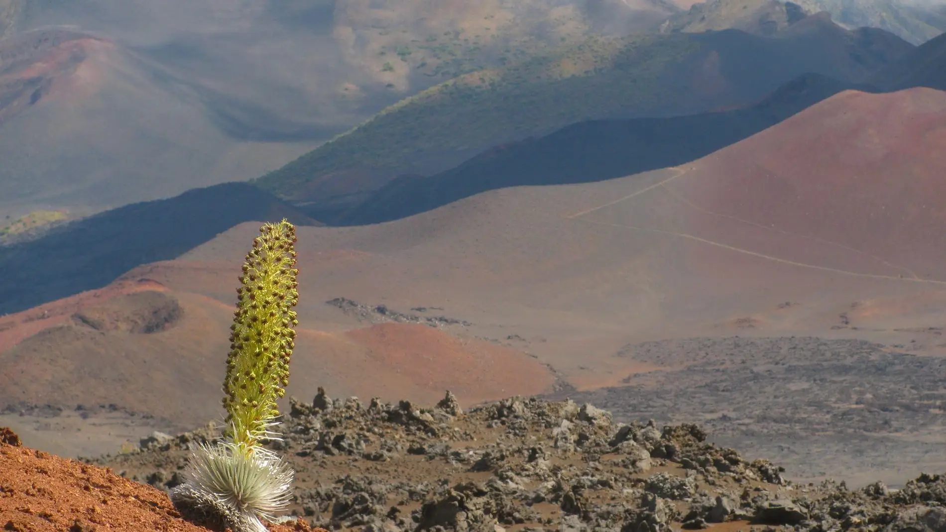 La espada plateada de Haleakalā (Argyroxiphium sandwicense) se encuentra únicamente en la isla de Maui y crece en lo alto de las laderas superiores del volcán inactivo Haleakalā La espada plateada de Haleakalā (Argyroxiphium sandwicense) se encuentra únicamente en la isla de Maui y crece en lo alto de las laderas superiores del volcán inactivo Haleakalā