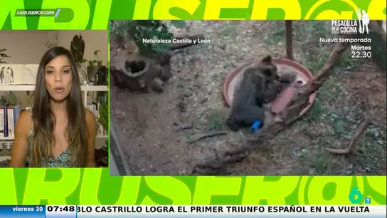 El osezno que resultó herido en el incendio de León ya come, juega y va mejorando: "Están buscando a su madre y a sus dos hermanos" El osezno que resultó herido en el incendio de León ya come, juega y va mejorando: "Están buscando a su madre y a sus dos hermanos"