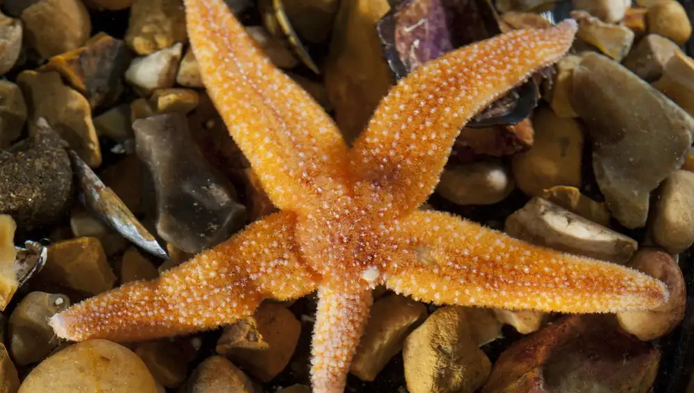 Estrella de mar común europea Asterias rubens con un brazo en regeneración Estrella de mar común europea Asterias rubens con un brazo en regeneración