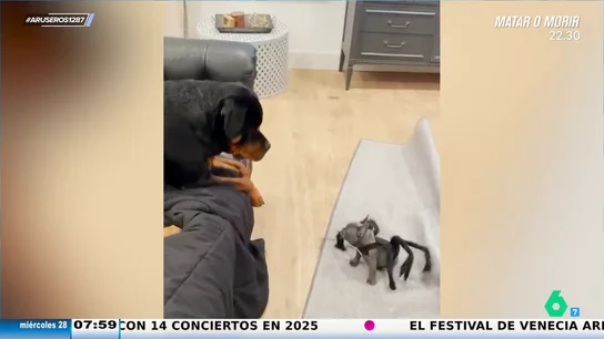 La reacción de un rottweiler al asustarse del disfraz de araña que lleva un cachorro arrasa en redes La reacción de un rottweiler al asustarse del disfraz de araña que lleva un cachorro arrasa en redes
