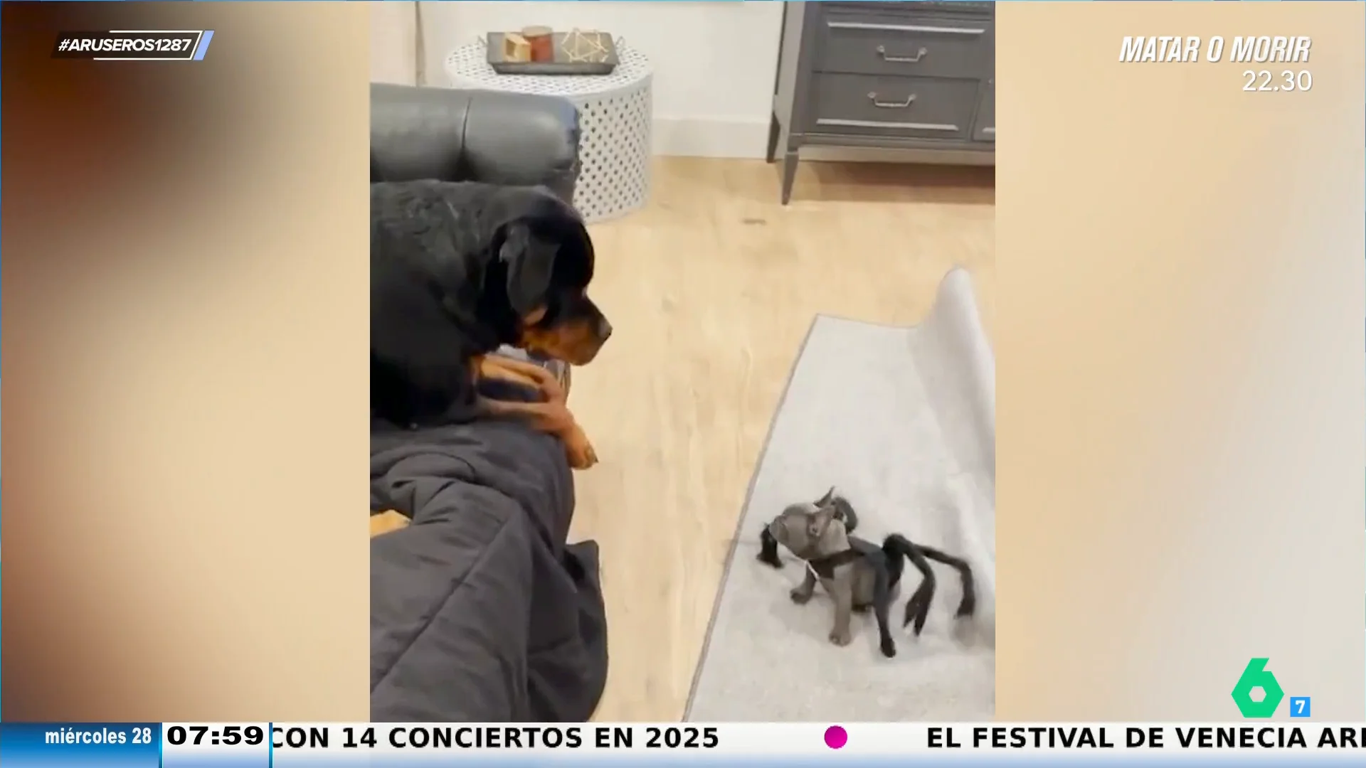 La reacción de un rottweiler al asustarse del disfraz de araña que lleva un cachorro arrasa en redes