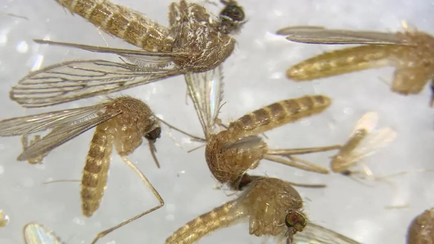 Imagen al microscopio de mosquitos para determinar si están infectados del virus del Nilo Imagen al microscopio de mosquitos para determinar si están infectados del virus del Nilo