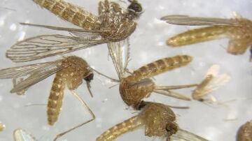 Imagen al microscopio de mosquitos para determinar si están infectados del virus del Nilo