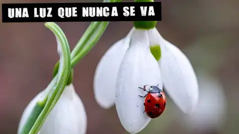 Imagen de una flor con una mariquita Imagen de una flor con una mariquita