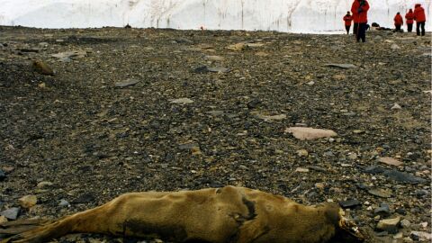 Cadáver de una foca momificada en los Valles Secos de la Antártida