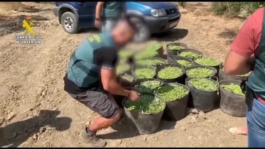 La Guardia Civil frustra un robo de casi media tonelada de aceitunas en Sevilla La Guardia Civil frustra un robo de casi media tonelada de aceitunas en Sevilla