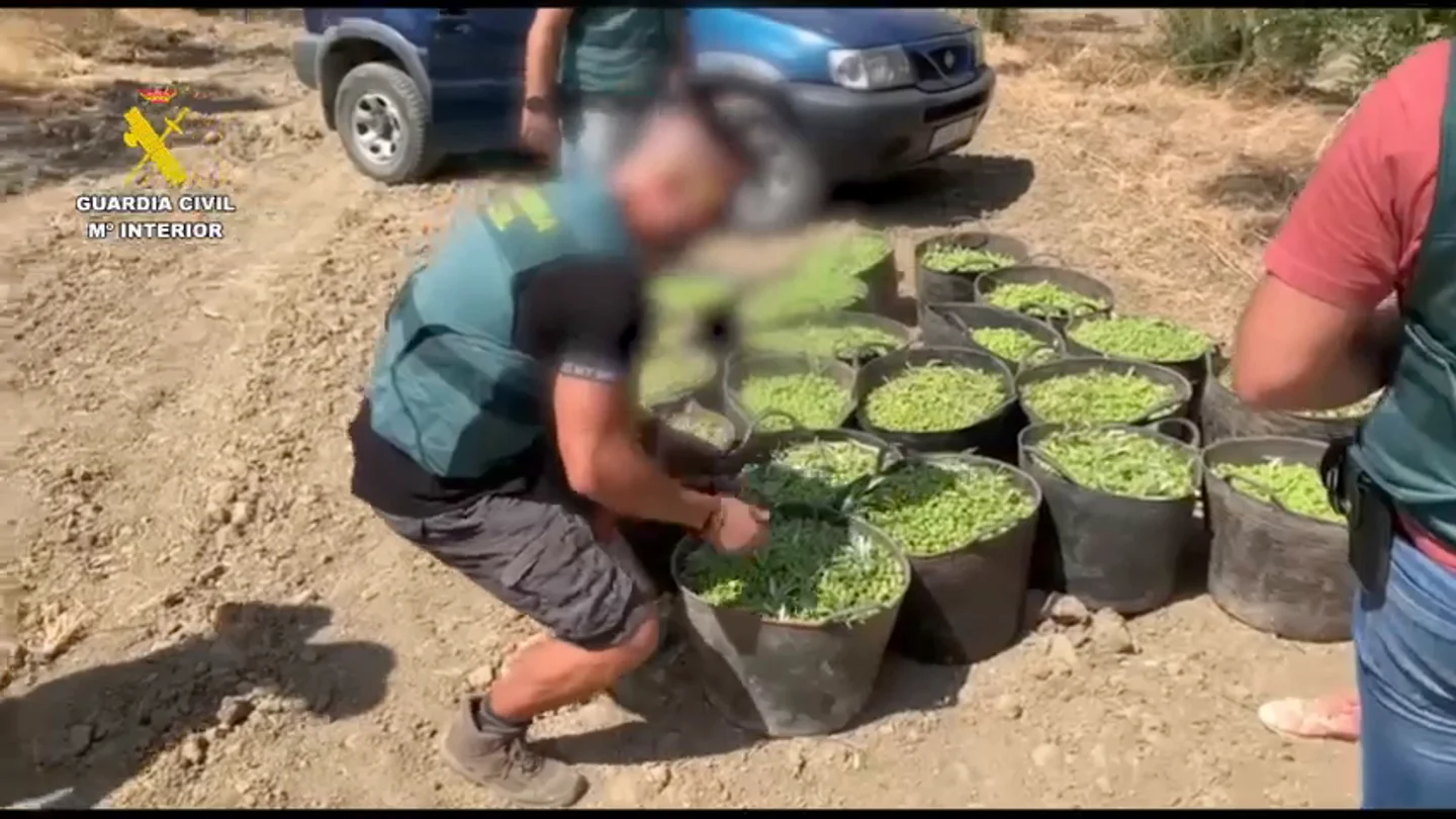 La Guardia Civil frustra un robo de casi media tonelada de aceitunas en Sevilla La Guardia Civil frustra un robo de casi media tonelada de aceitunas en Sevilla