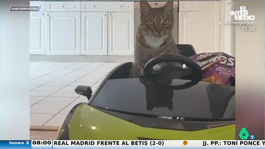 Es el James Bond de los gatos: así roba comida a sus dueños y se larga en su propio coche sin que le pillen Es el James Bond de los gatos: así roba comida a sus dueños y se larga en su propio coche sin que le pillen