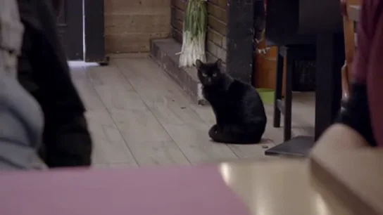 El dueño del Nicasso asegura que su gato le curó el cáncer de garganta: "Se me dormía aquí" El dueño del Nicasso asegura que su gato le curó el cáncer de garganta: "Se me dormía aquí"