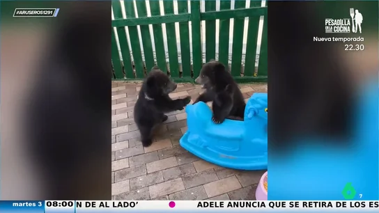 El entrañable momento en el que dos ositos pelean por montarse en un mismo columpio como dos niños pequeños El entrañable momento en el que dos ositos pelean por montarse en un mismo columpio como dos niños pequeños