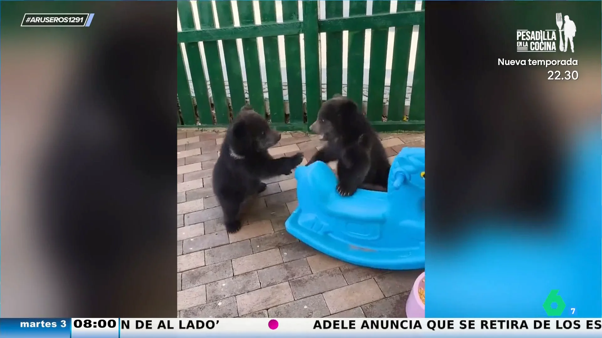 El entrañable momento en el que dos ositos pelean por montarse en un mismo columpio como dos niños pequeños