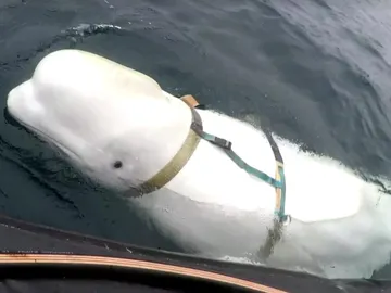 Beluga Hvaldimir Beluga Hvaldimir