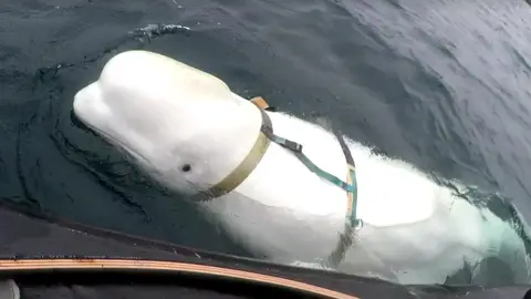 Beluga Hvaldimir Beluga Hvaldimir