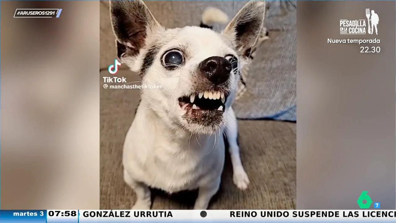 El divertido viral del perro gruñón que protesta si no le das el aperitivo que quiere