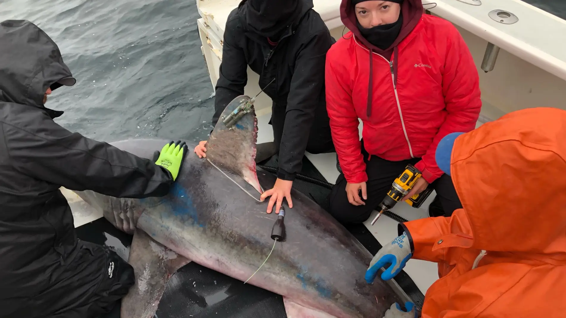 Los investigadores marcan a un marrajo sardinero. / James Sulikowski Los investigadores marcan a un marrajo sardinero. / James Sulikowski