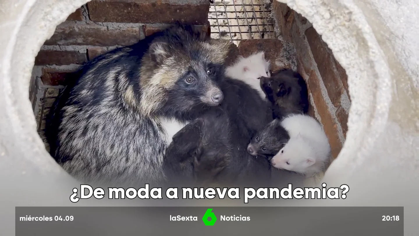¿De moda a nueva pandemia? ¿De moda a nueva pandemia?
