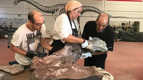 Proceso de restauración de parte de los restos de Qunkasaura pintiquiniestra, que tuvo un larguísimo cuello que le hizo medir hasta 20 metros y pesó más de 15 toneladas. Proceso de restauración de parte de los restos de Qunkasaura pintiquiniestra, que tuvo un larguísimo cuello que le hizo medir hasta 20 metros y pesó más de 15 toneladas.