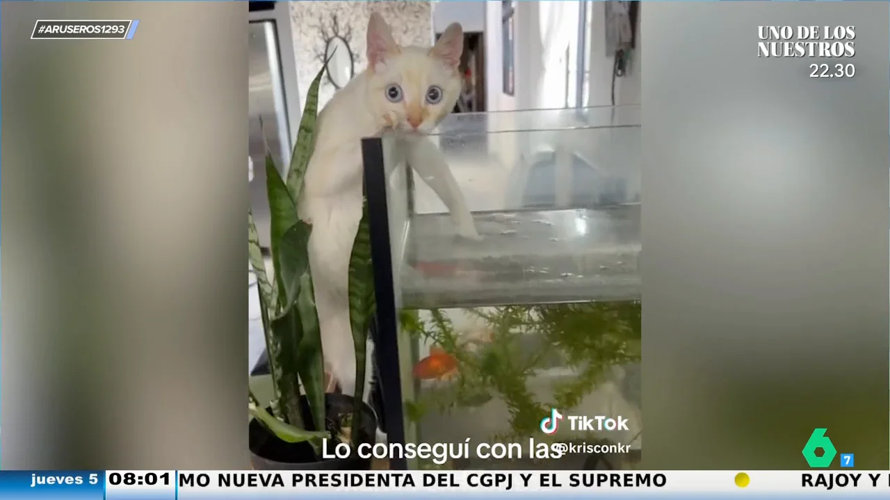 Pilla 'in fraganti' a su gato mientras intenta pescar los peces de la pecera: "Sabe que lo que está haciendo no está bien"