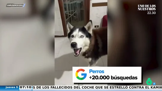 Alfonso Arús, tras saber que los perros pueden llegar a entender 1.022 palabras: "Muchos jóvenes humanos no utilizan ni 300" Alfonso Arús, tras saber que los perros pueden llegar a entender 1.022 palabras: "Muchos jóvenes humanos no utilizan ni 300"