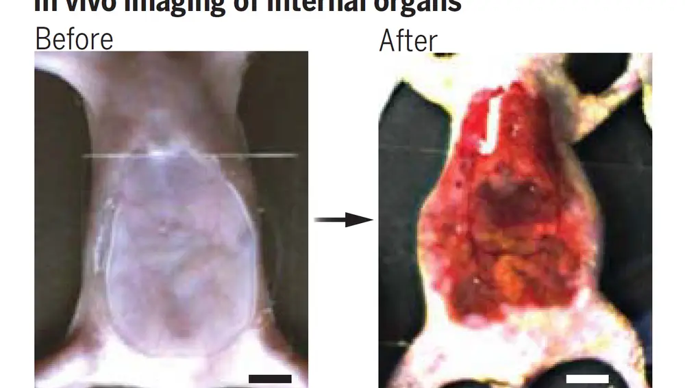 Abdomen de un ratón antes y después de utilizar el tinte Abdomen de un ratón antes y después de utilizar el tinte