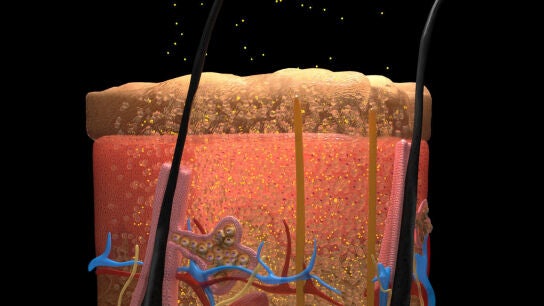 Ilustraci&oacute;n de tejidos cut&aacute;neos que se vuelven transparentes tras la saturaci&oacute;n con FD & C Yellow 5