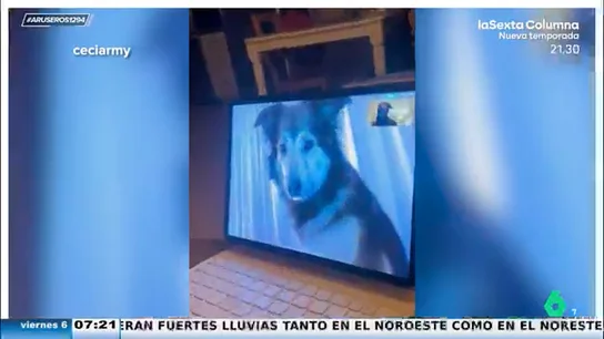 Dos perros que eran amigos vuelven a encontrarse, entre lágrimas, por videollamada: "Se reconocen desde el segundo cero" Dos perros que eran amigos vuelven a encontrarse, entre lágrimas, por videollamada: "Se reconocen desde el segundo cero"